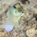 jawfish_yellowhead_dd_fc_v_0357_tci1559.jpg